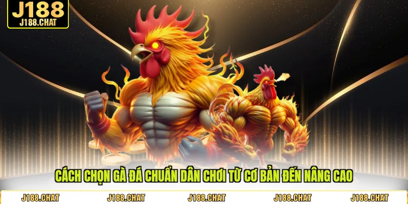 cách chọn gà đá