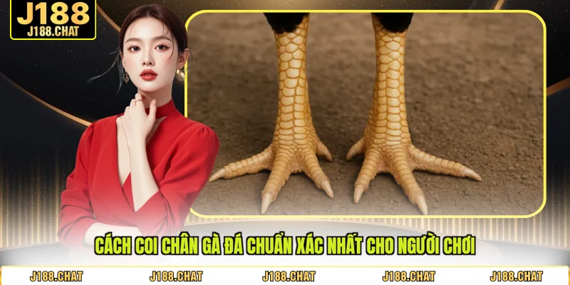cách coi chân gà đá