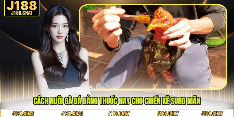 cách nuôi gà đá bằng thuốc