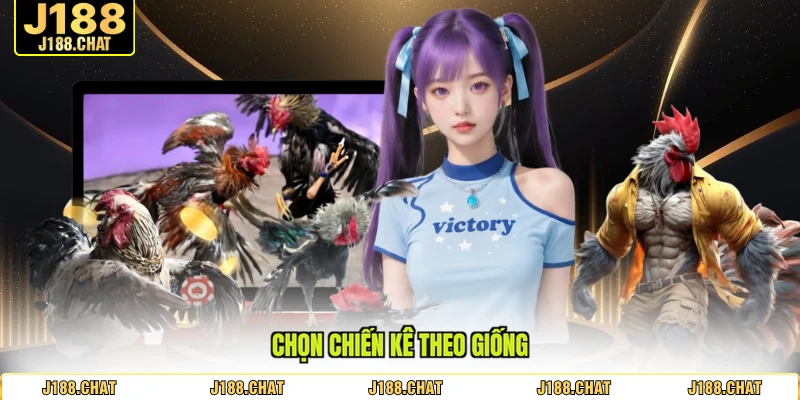 Chọn chiến kê theo giống