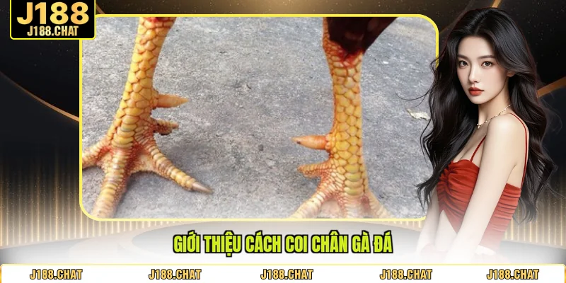 Giới thiệu cách coi chân gà đá
