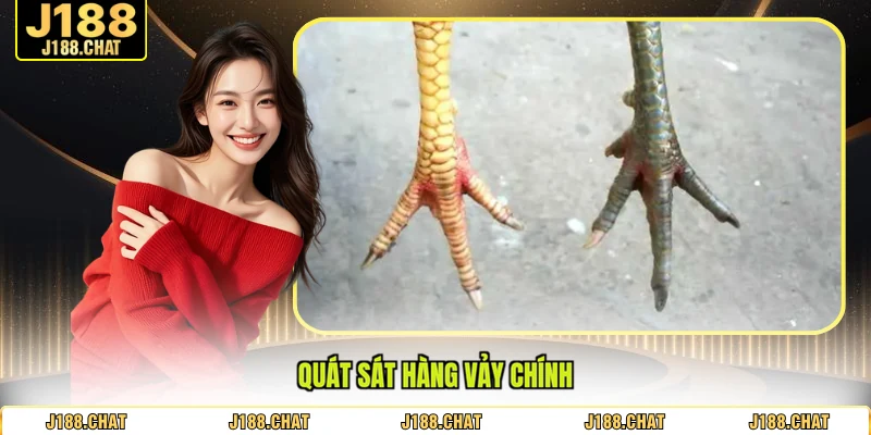 Quát sát hàng vảy chính