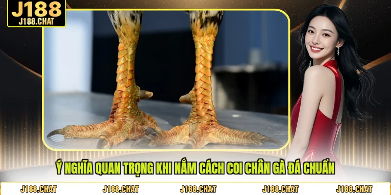Ý nghĩa quan trọng khi nắm cách coi chân gà đá chuẩn